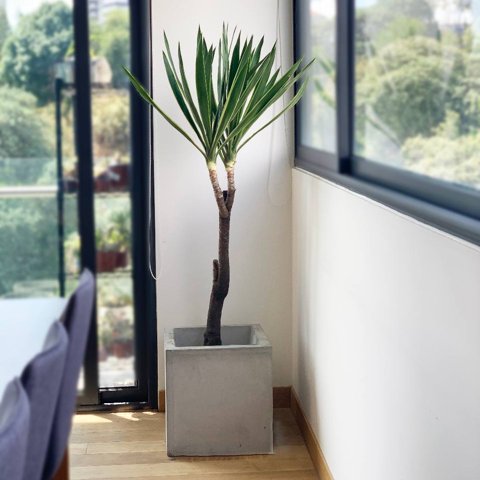 Yucca