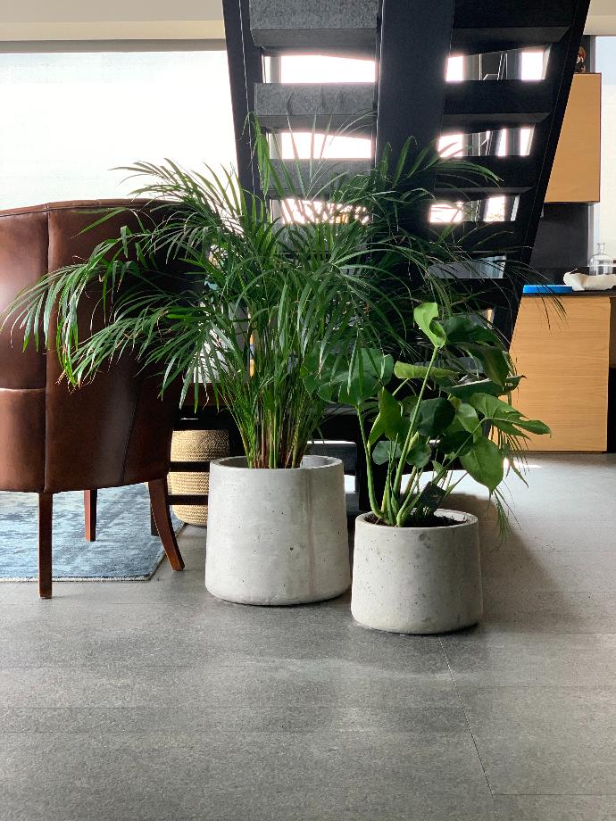 Areca y Monstera en cráter