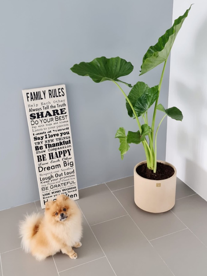 plantas y mascotas