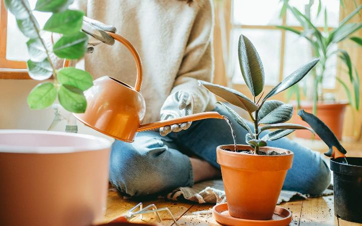 Cómo regar mis plantas