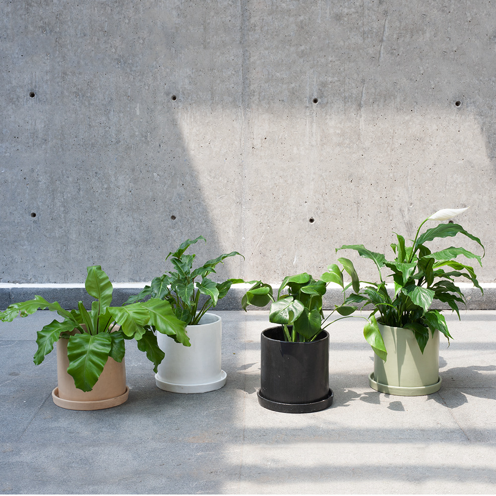 Cuidados para tus plantas de verano