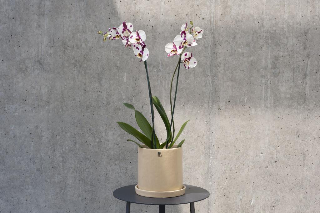 Ona Orquídea Ona Orquídea macetas a domicilio