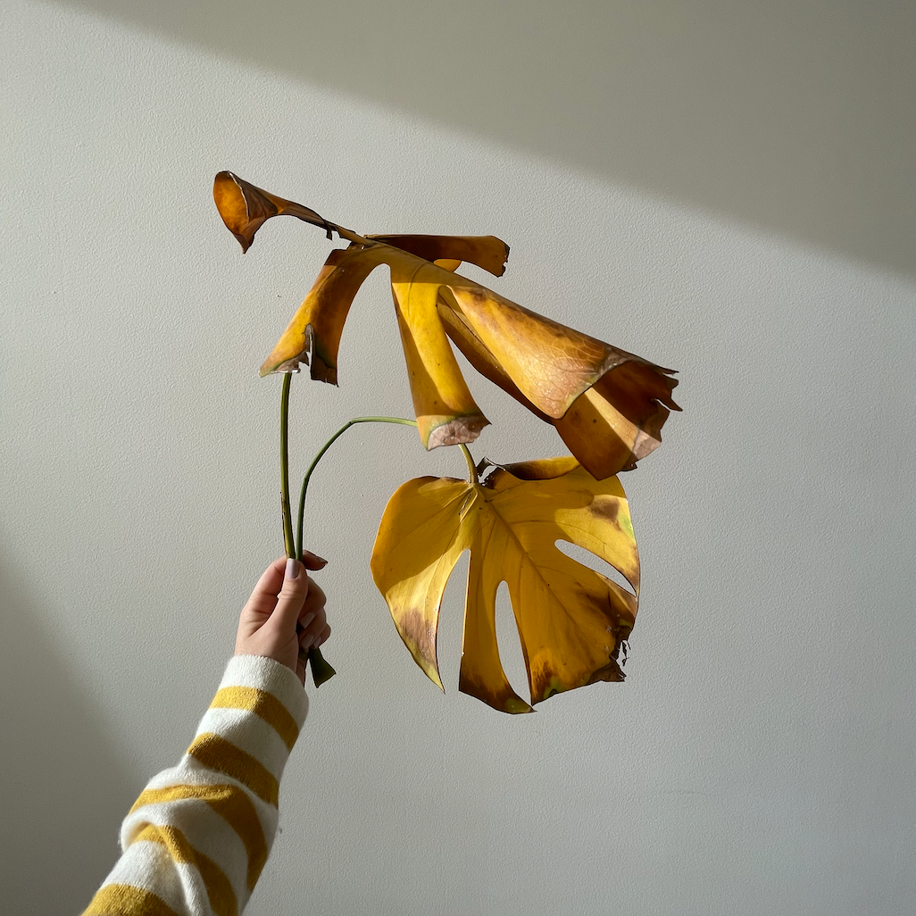 hojas amarilla de plantas