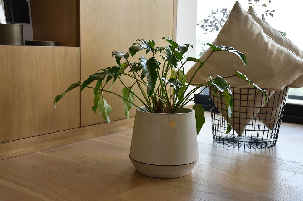 Macetas y plantas a domicilio