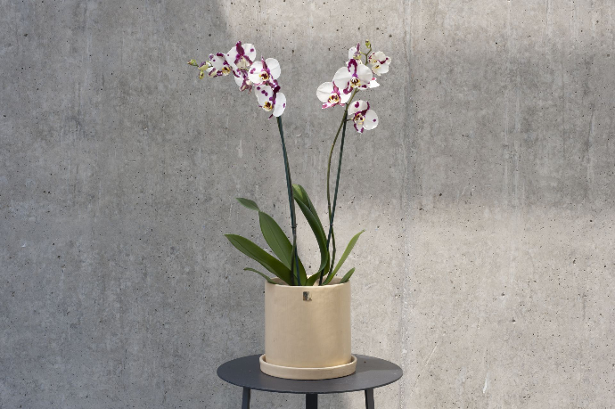 Orquídea en maceta Ona de Quina