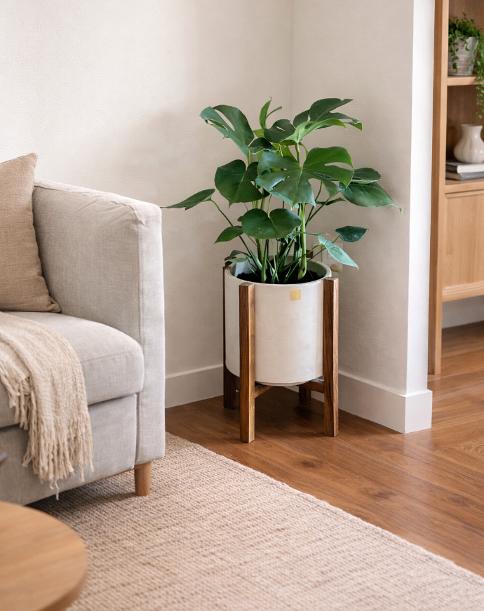 Monstera en maceta de concreto sobre base de madera