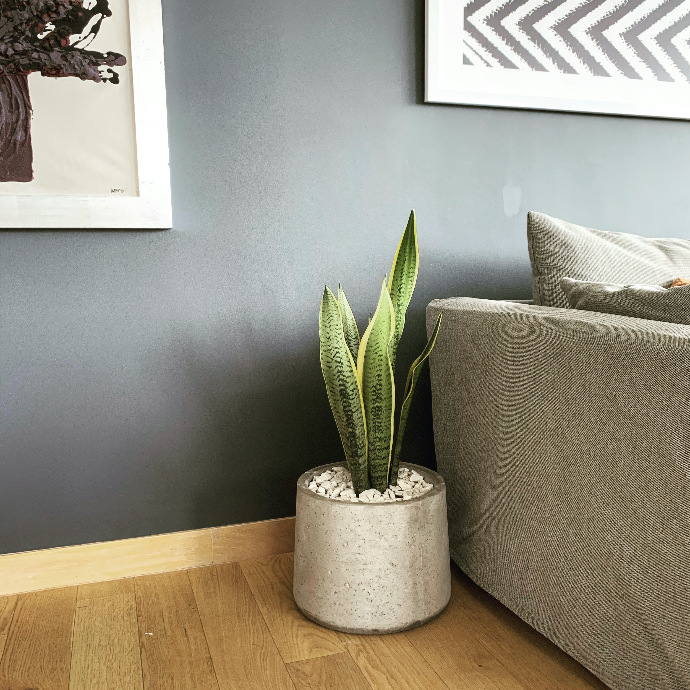 Sansevieria en maceta para espacios con poca luz