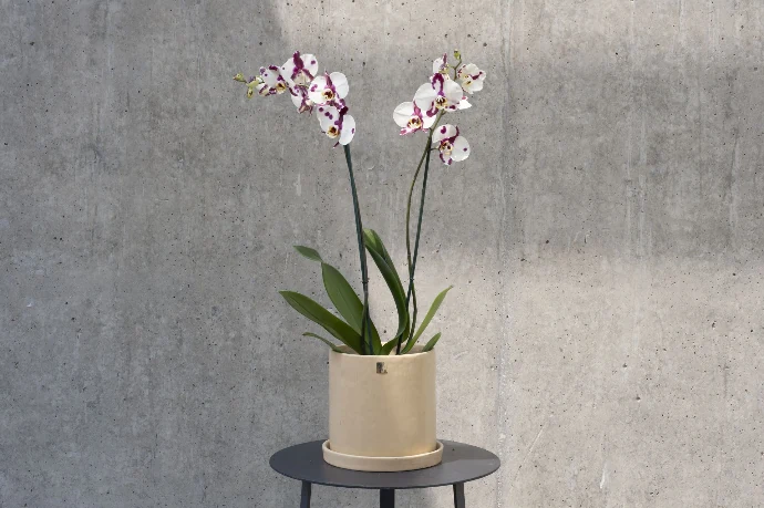 Orquídea en maceta Ona de Quina