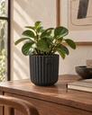 Luca · Negro con Peperomia