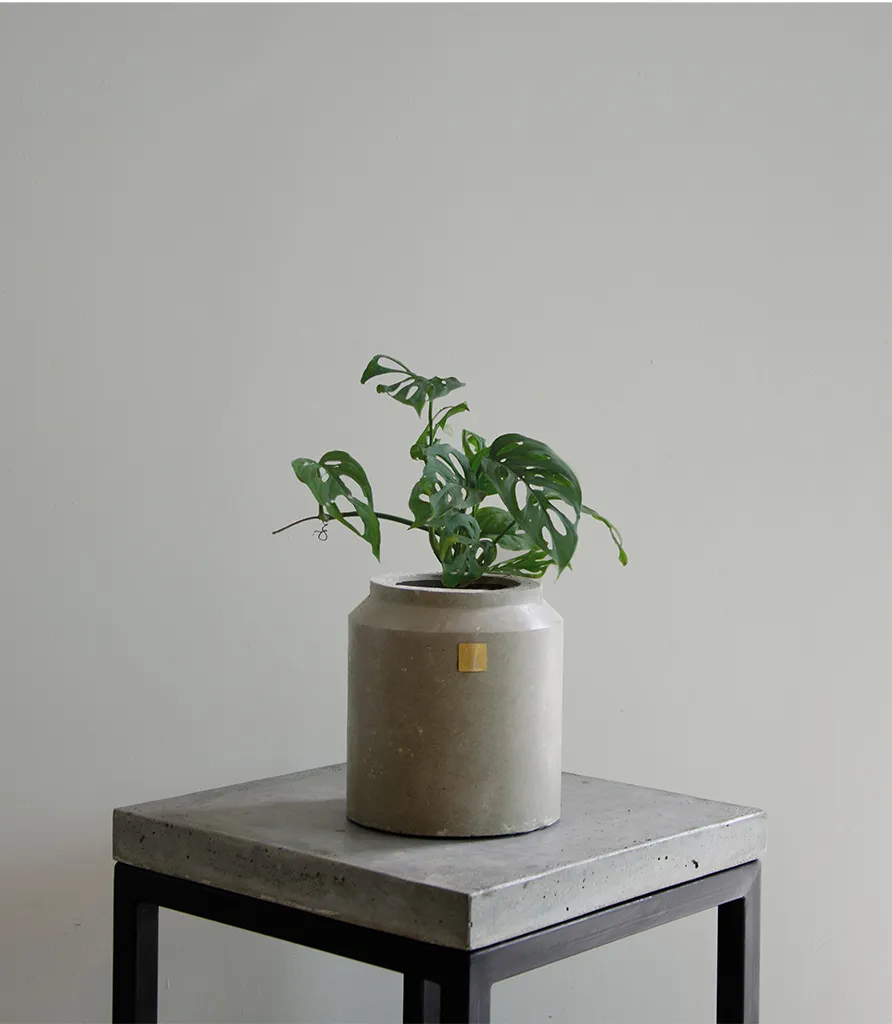 Cantarito Grande con Monstera Adansonii