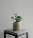 Cantarito Grande con Monstera Adansonii