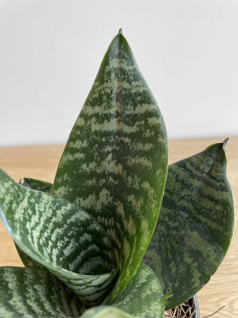 Sansevieria Zeylanica Mini