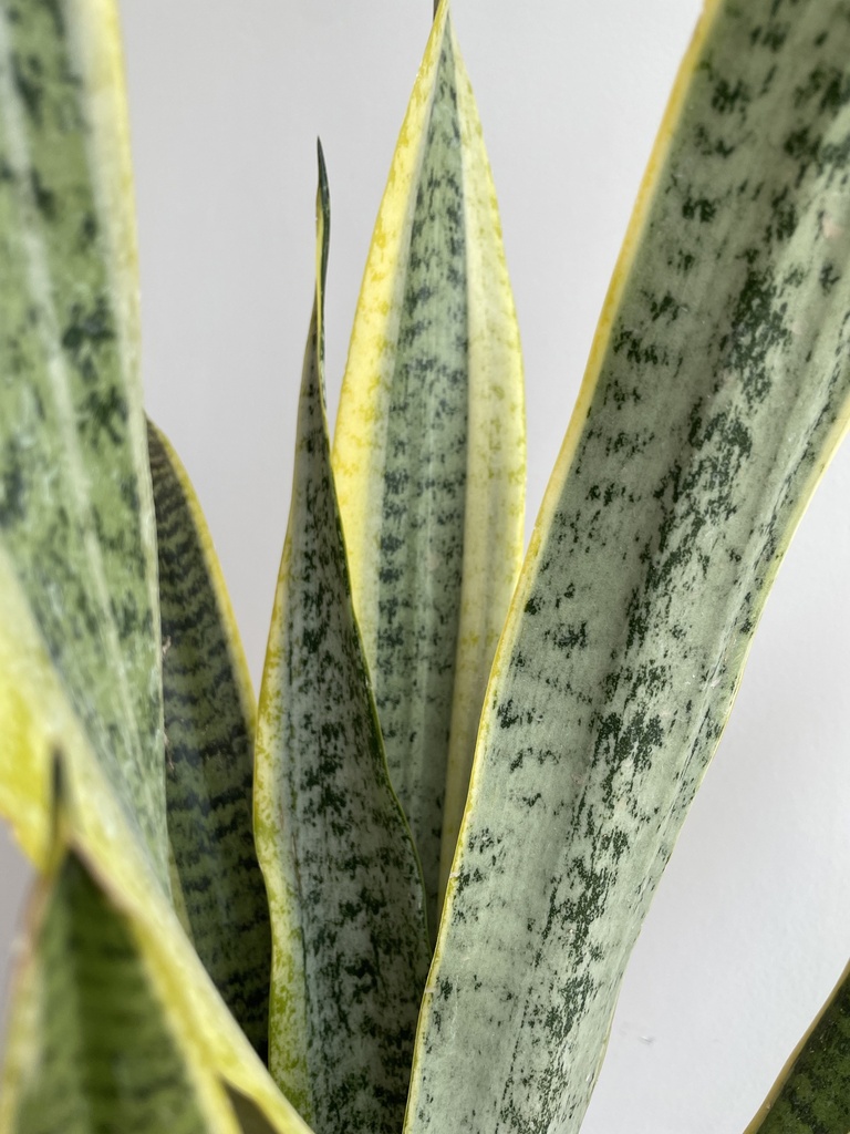 Sansevieria