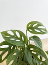 Monstera Adansonii Chica