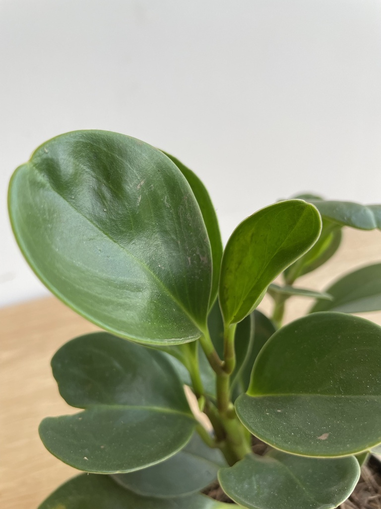 Peperomia