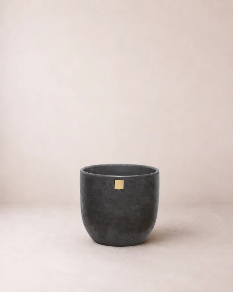 Cane Grande (Negro, Sin Planta)