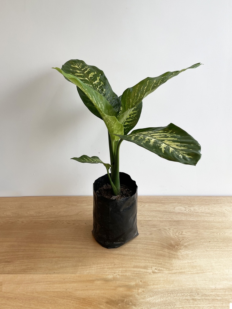 Amoena (Sin maceta, natural)