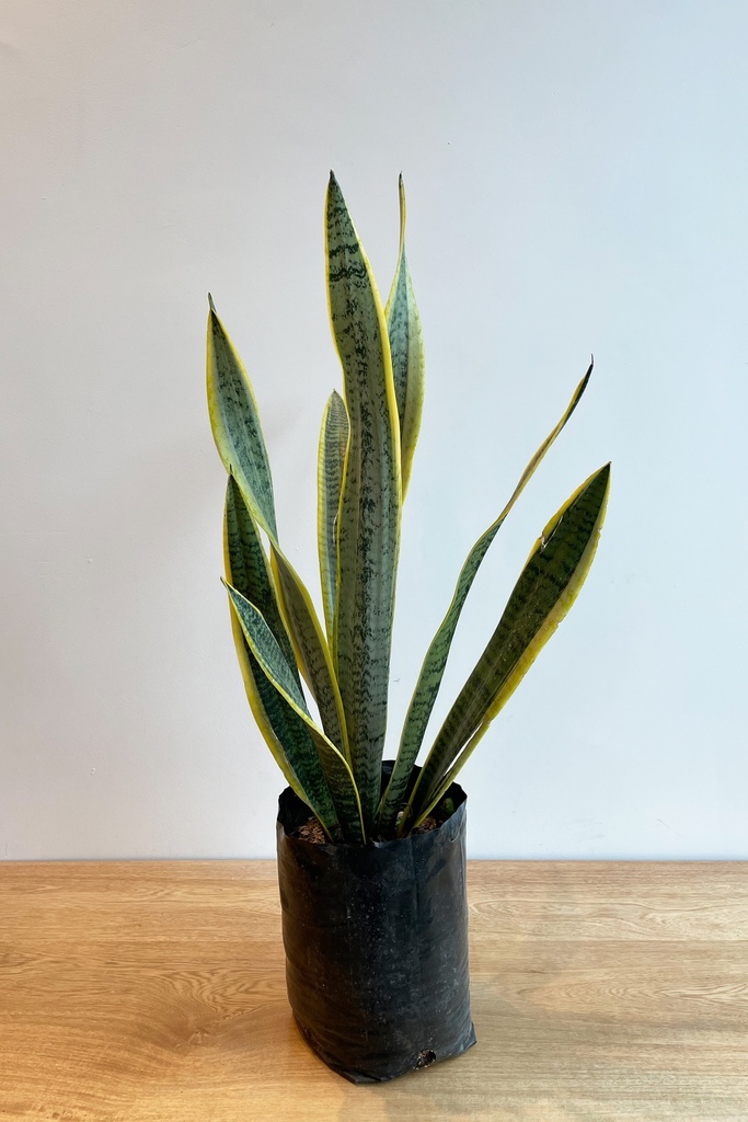 Sansevieria (Sin maceta, natural)