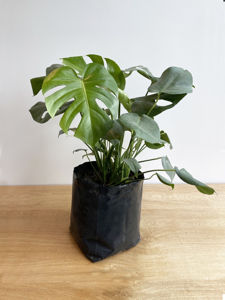 Monstera Deliciosa (Sin maceta, natural)