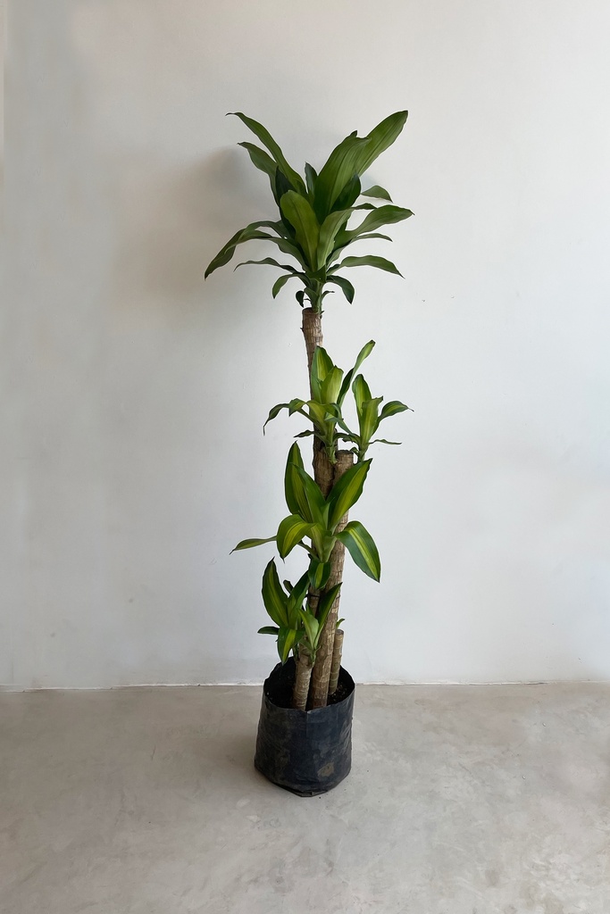 Palo de Brasil (Sin maceta, natural)