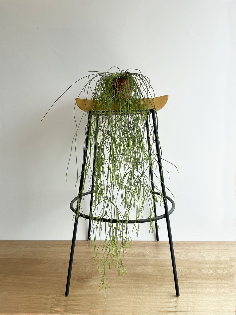 Rhipsalis (Sin maceta, natural)