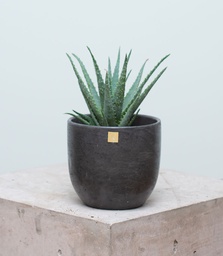 Sábila (Sin maceta, natural)