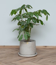 Aralia Schefflera (Sin maceta, natural)