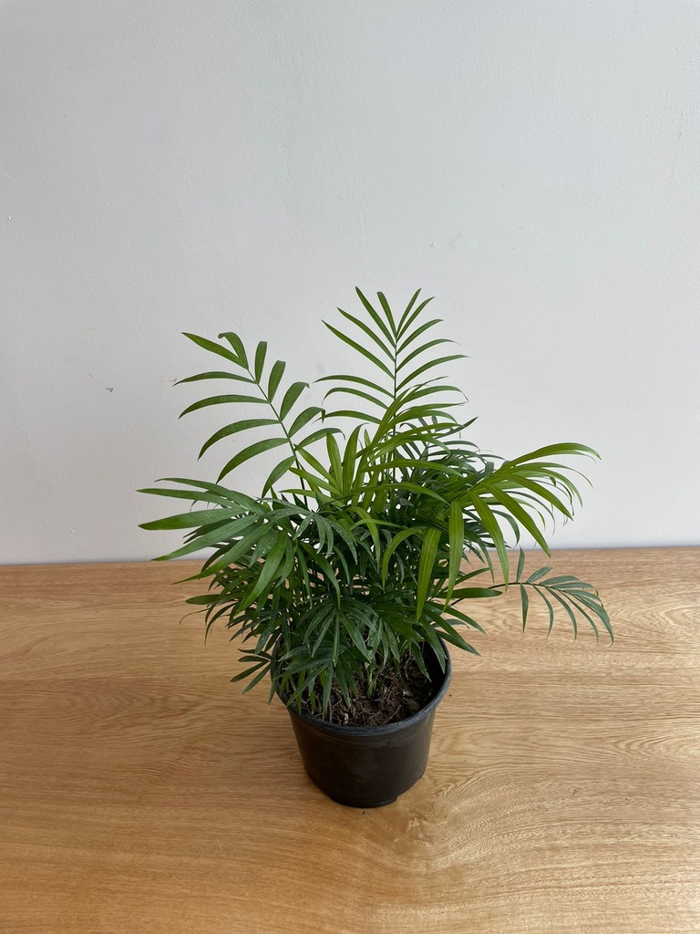 Palma Camedor (Sin maceta, natural)