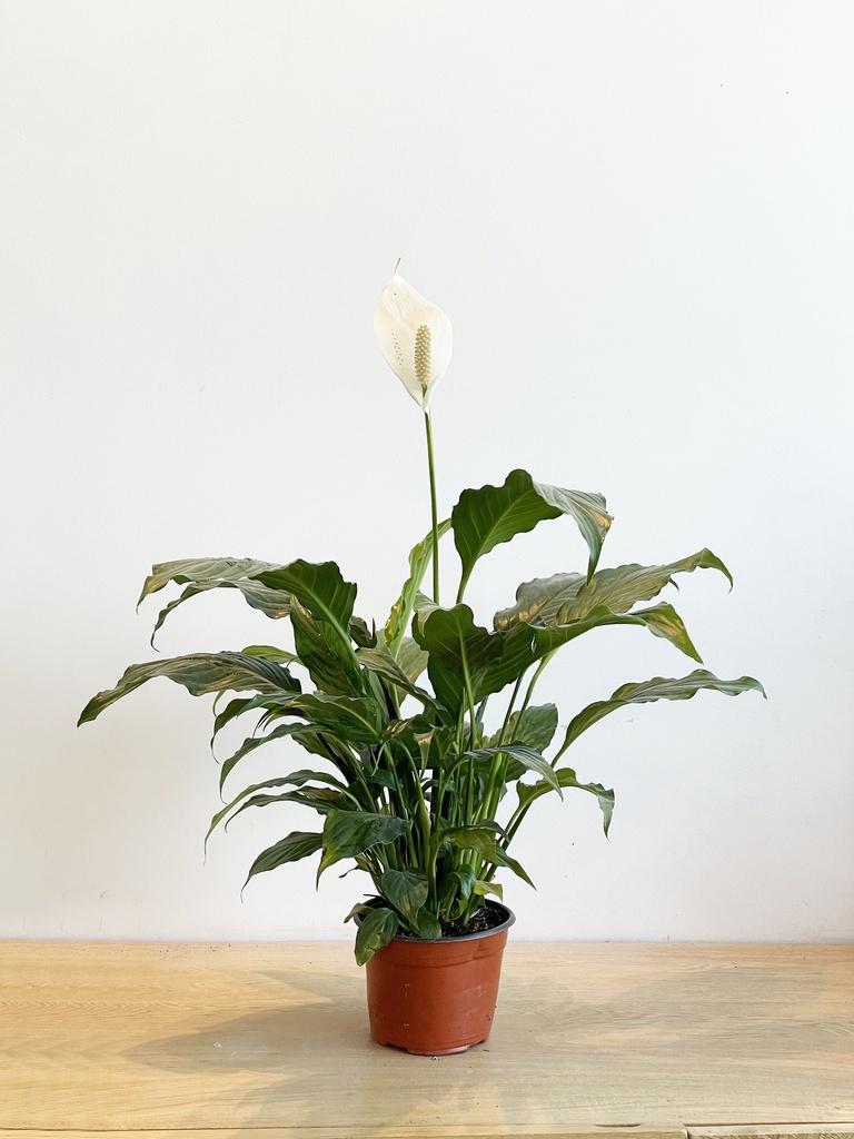 Cuna de Moisés (Sin maceta, natural)