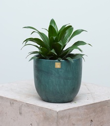 Dracena Piña (Sin maceta, natural)