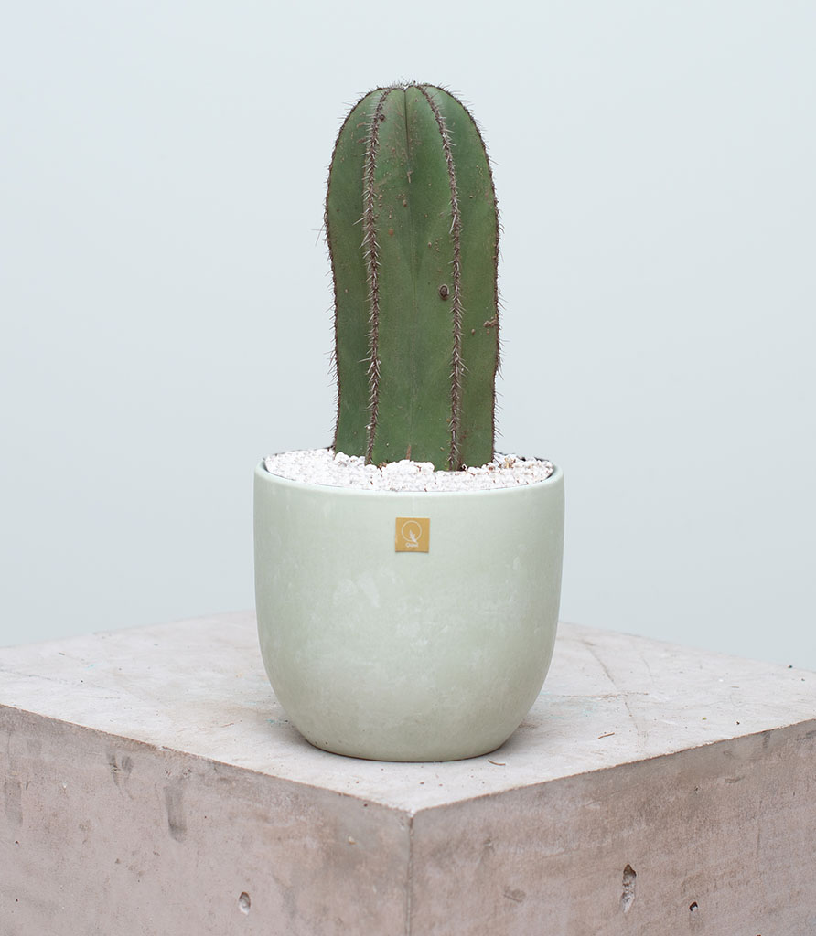 Cactus Órgano Chico (Sin maceta, natural)