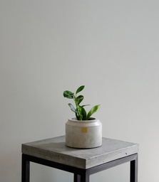 Peperomia (Sin maceta, natural)