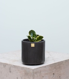 Peperomia Variegada (Sin maceta, natural)