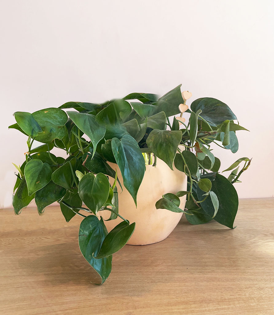 Pothos Corazón + Cane