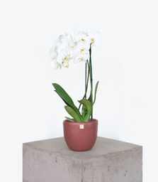 Orquídea Blanca (Sin maceta, natural)