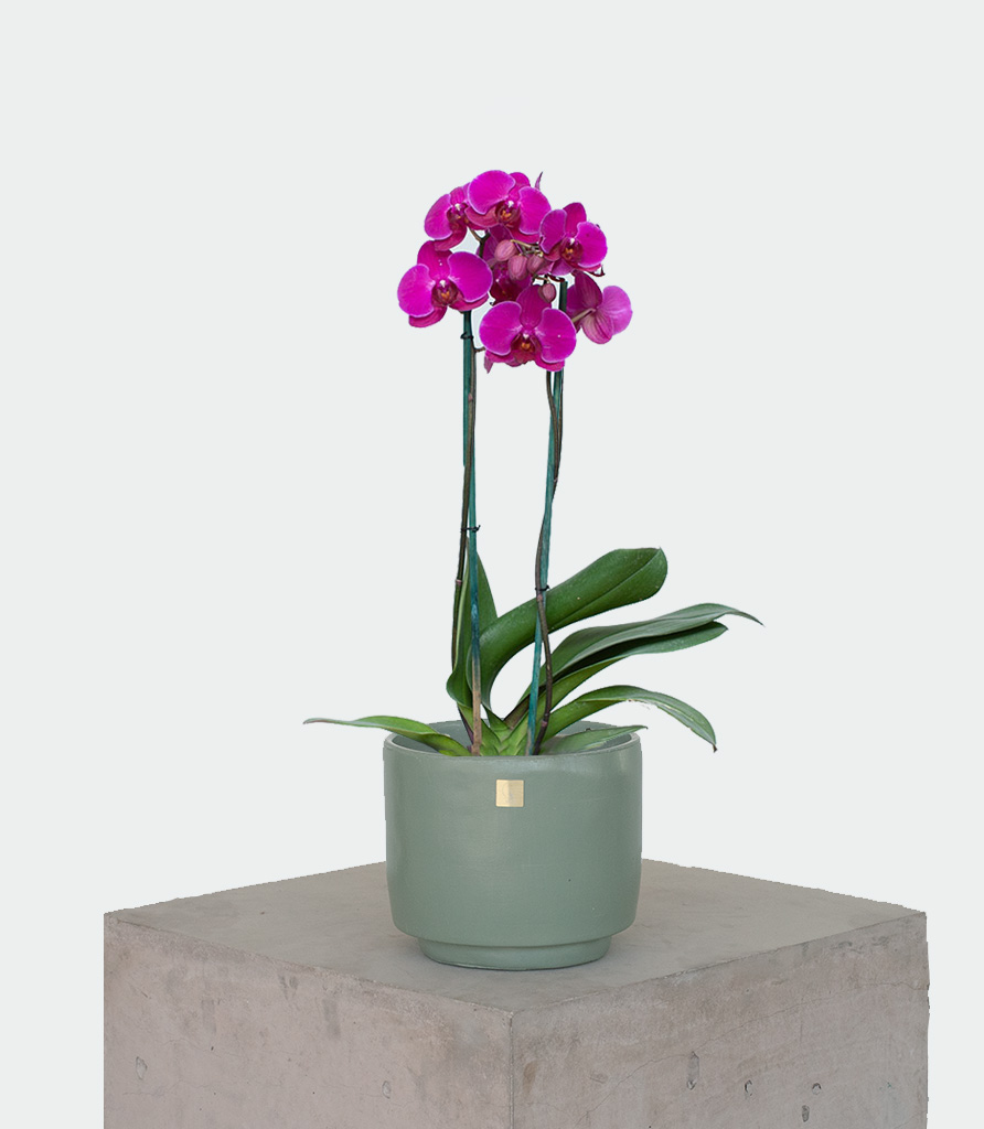 Orquídea Fucsia (Sin maceta, natural)