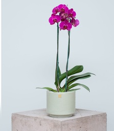 Orquídea Fucsia (Sin maceta, natural)