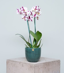 Orquídea Moteada (Sin maceta, natural)