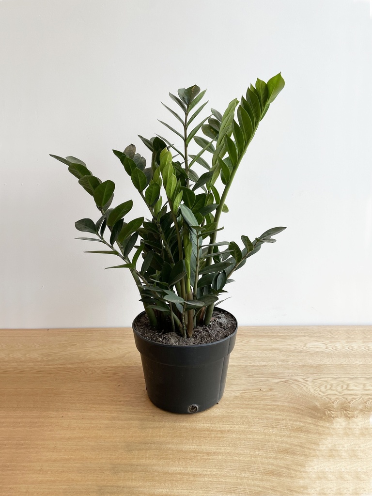 Zamioculca (Sin maceta, natural)