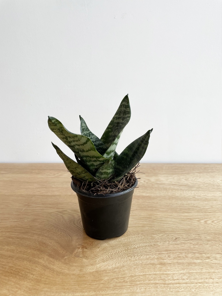 Sansevieria Zeylanica Mini (Sin maceta)