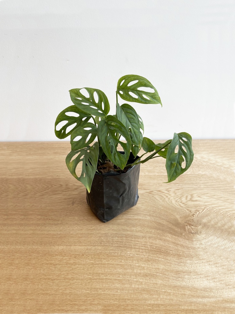 Monstera Adansonii Chica (Sin maceta, natural)
