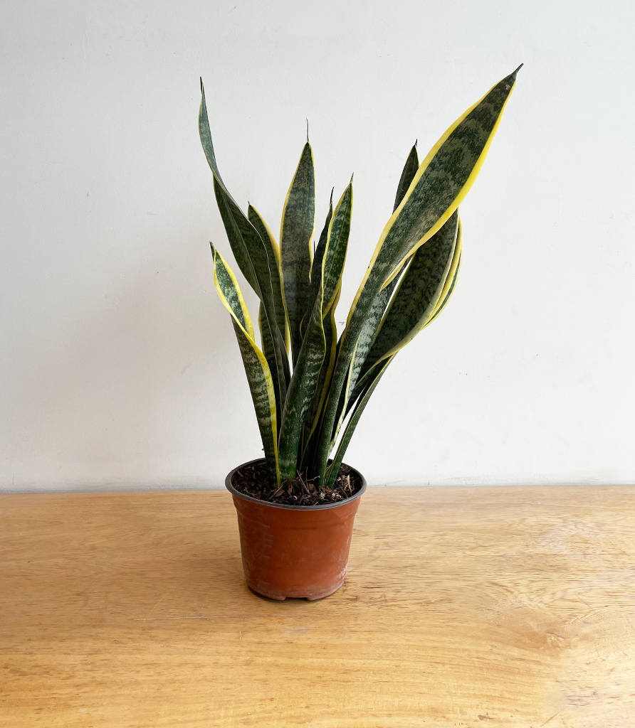Sansevieria Chica (Sin maceta, natural)