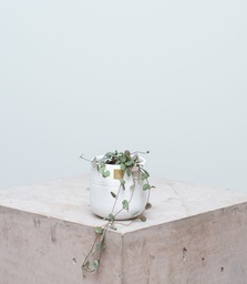 Ceropegia Woodii (Sin maceta)