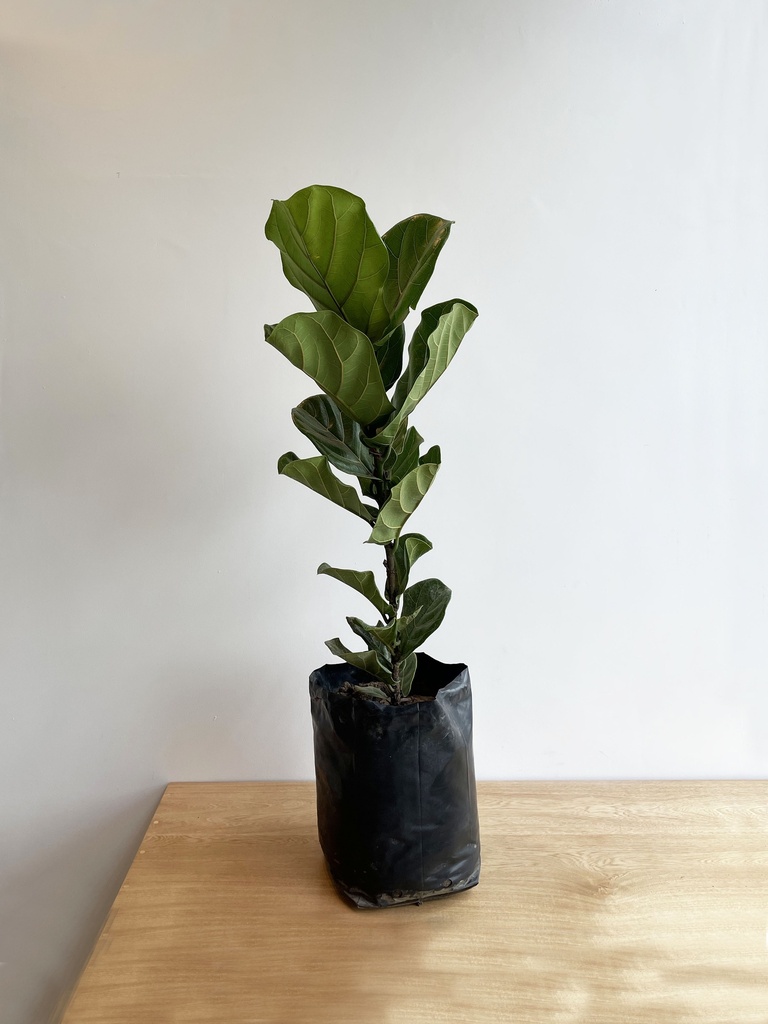 Ficus Pandurata (Sin maceta)