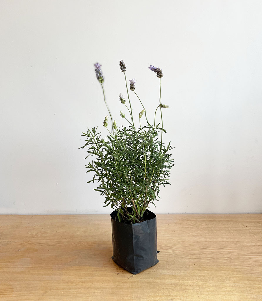 Lavanda (Sin maceta)
