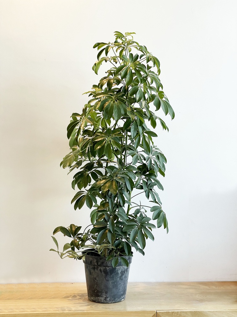 Aralia (Sin maceta, natural)