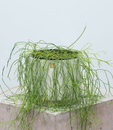 Rhipsalis