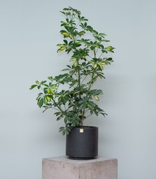 Aralia