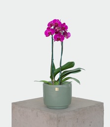 Orquídea Fucsia