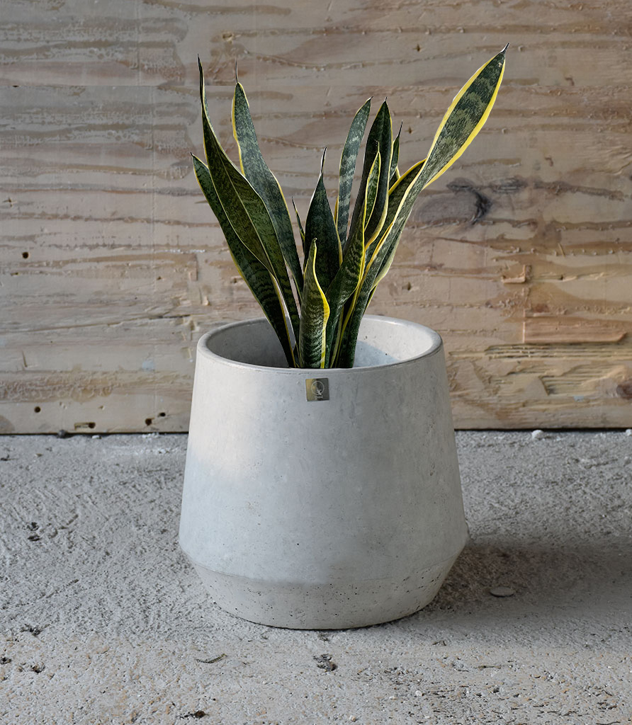 Sansevieria Chica